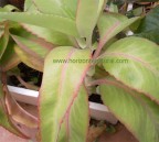 Kalanchoe gastonis Hojas 350g.