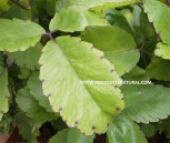 Kalanchoe pinnata Hojas 350g.