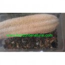 Semillas Calabaza de Esponja (Luffa) Bolsa 15 semillas
