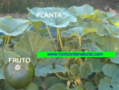 Zapallito, semillas bio