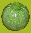 Calabacin redondo, semillas Bio