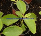 Kalanchoe pinnata. Maceta 10 cm.