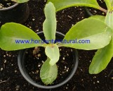 Kalanchoe gastonis